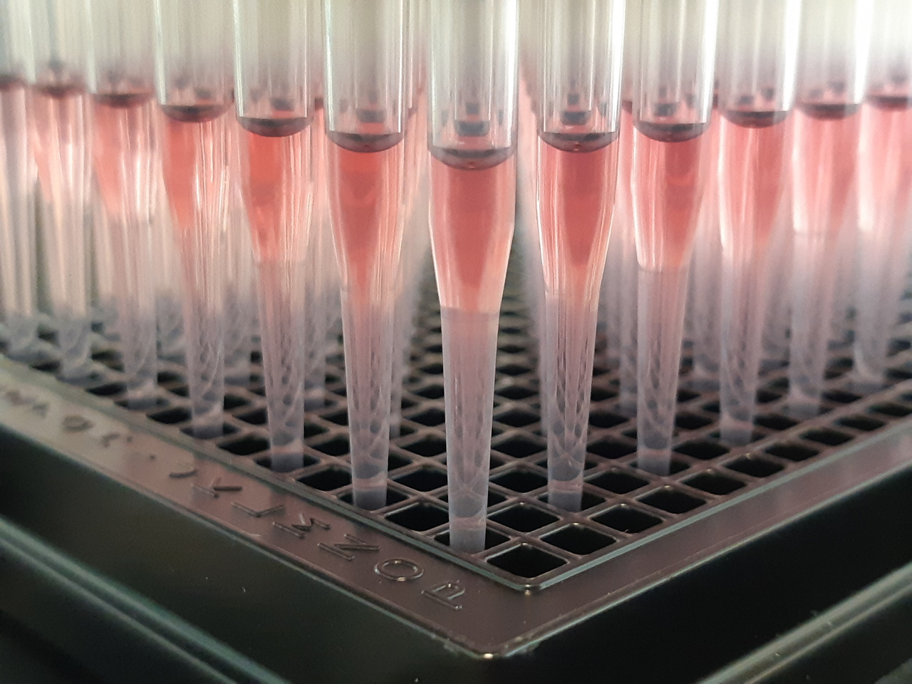Employing robotic hands in search for synergistic drug combinations in 2D and 3D cultivated colorectal cancer cell lines 