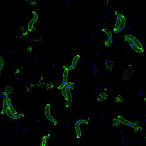 Towards the perfect genome editing