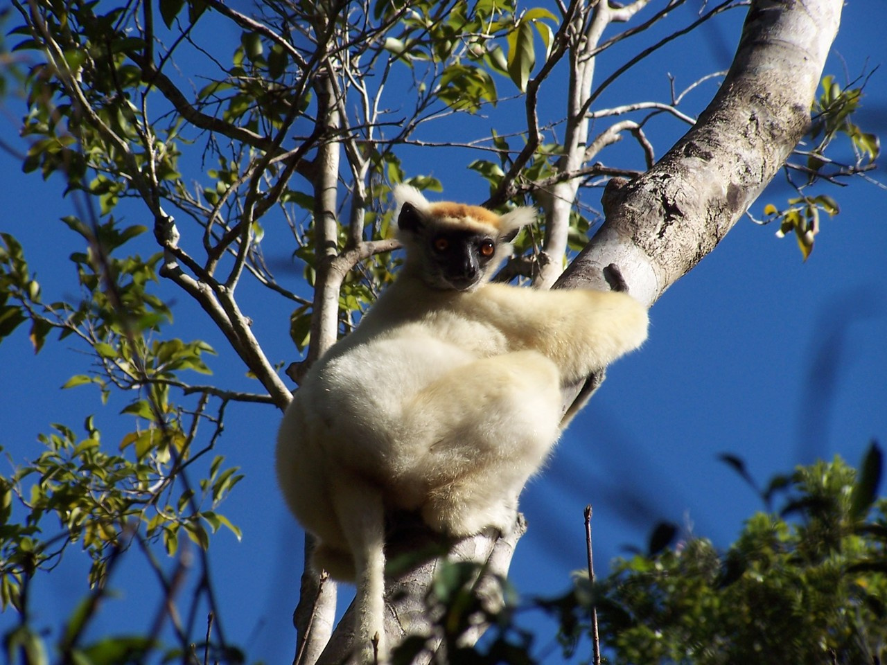 Social structure increases genetic diversity in an endangered lemur 