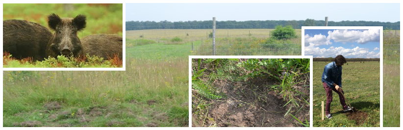 A pioneer in microbiome research: Arabidopsis as a model for rhizosphere microbial community assembly?