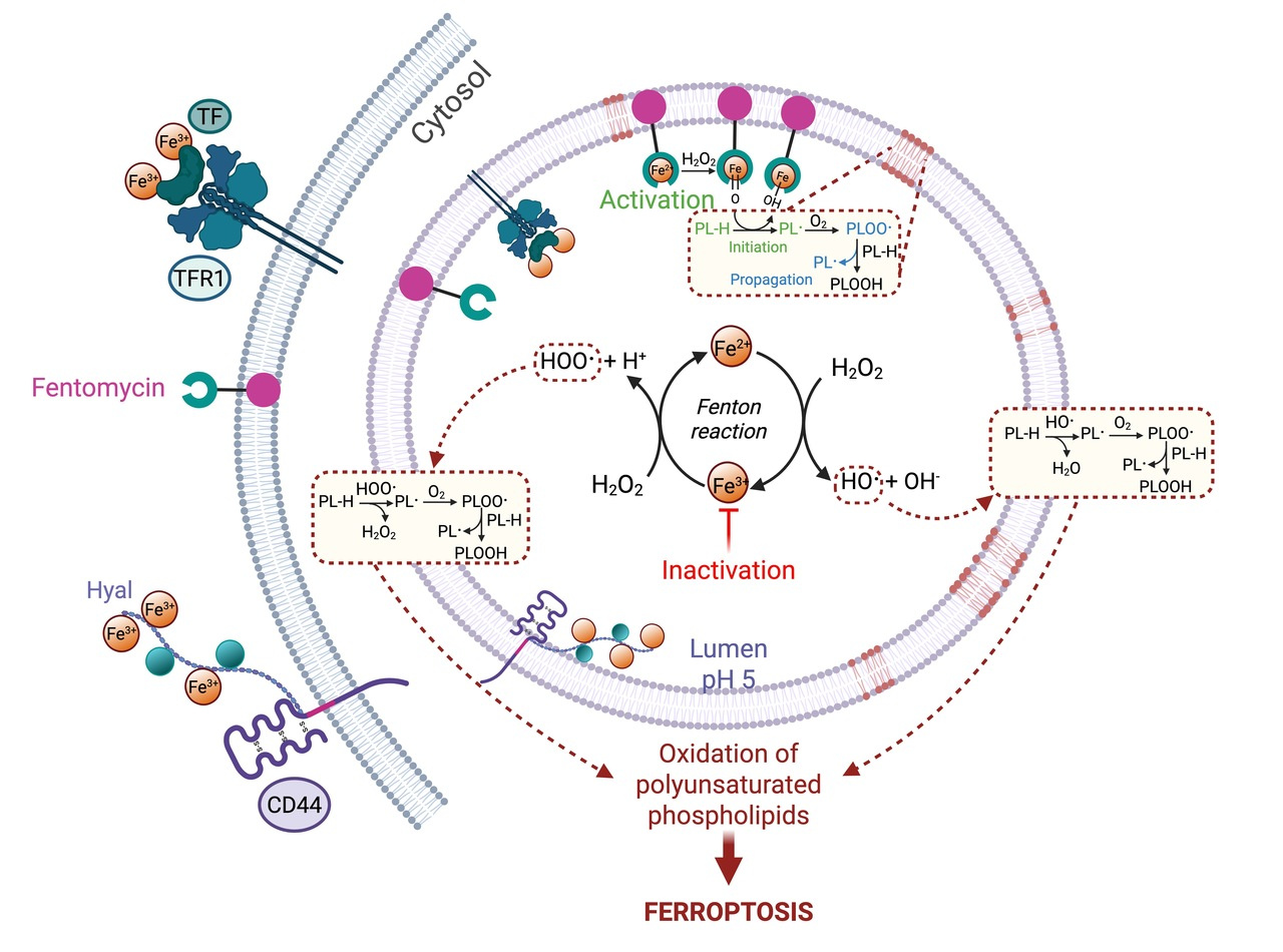 Ferroptosis initiation in lysosomes