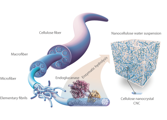 High performance crystalline nanocellulose using an ancestral endoglucanase
