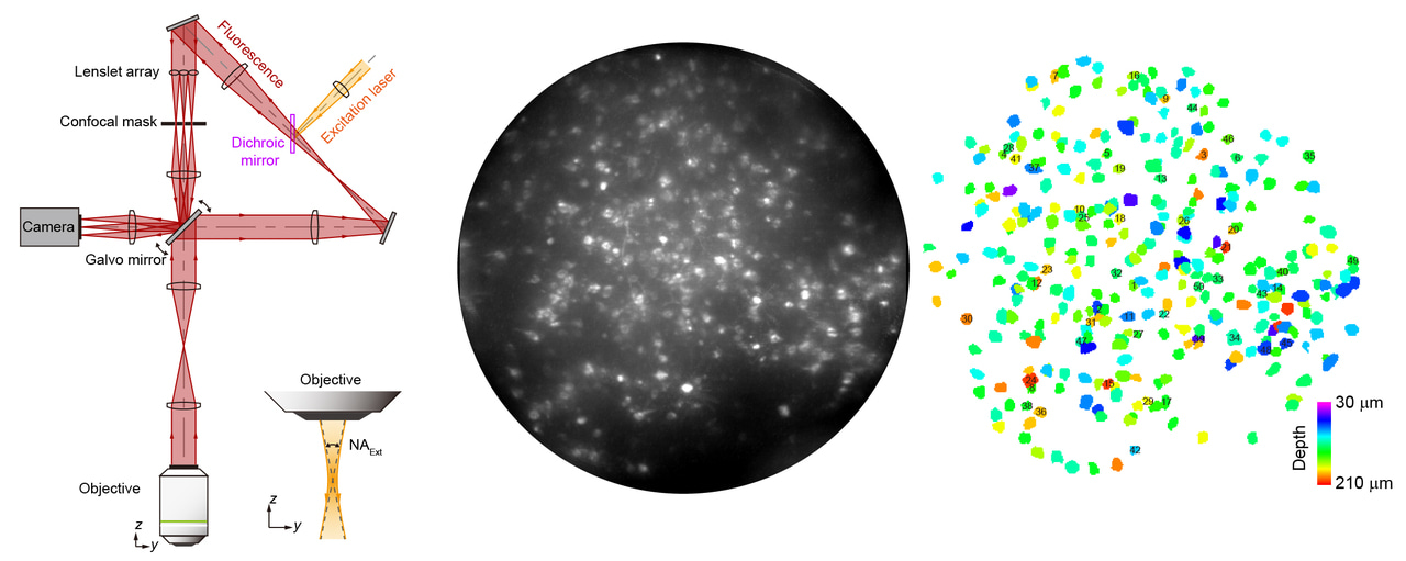 Pushing the limits of voltage imaging in 3D