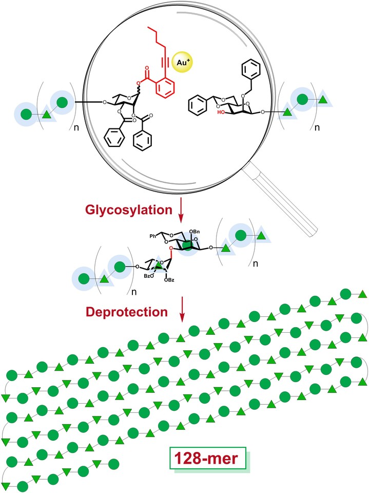 Synthesis of the longest linear 128-mer glycan