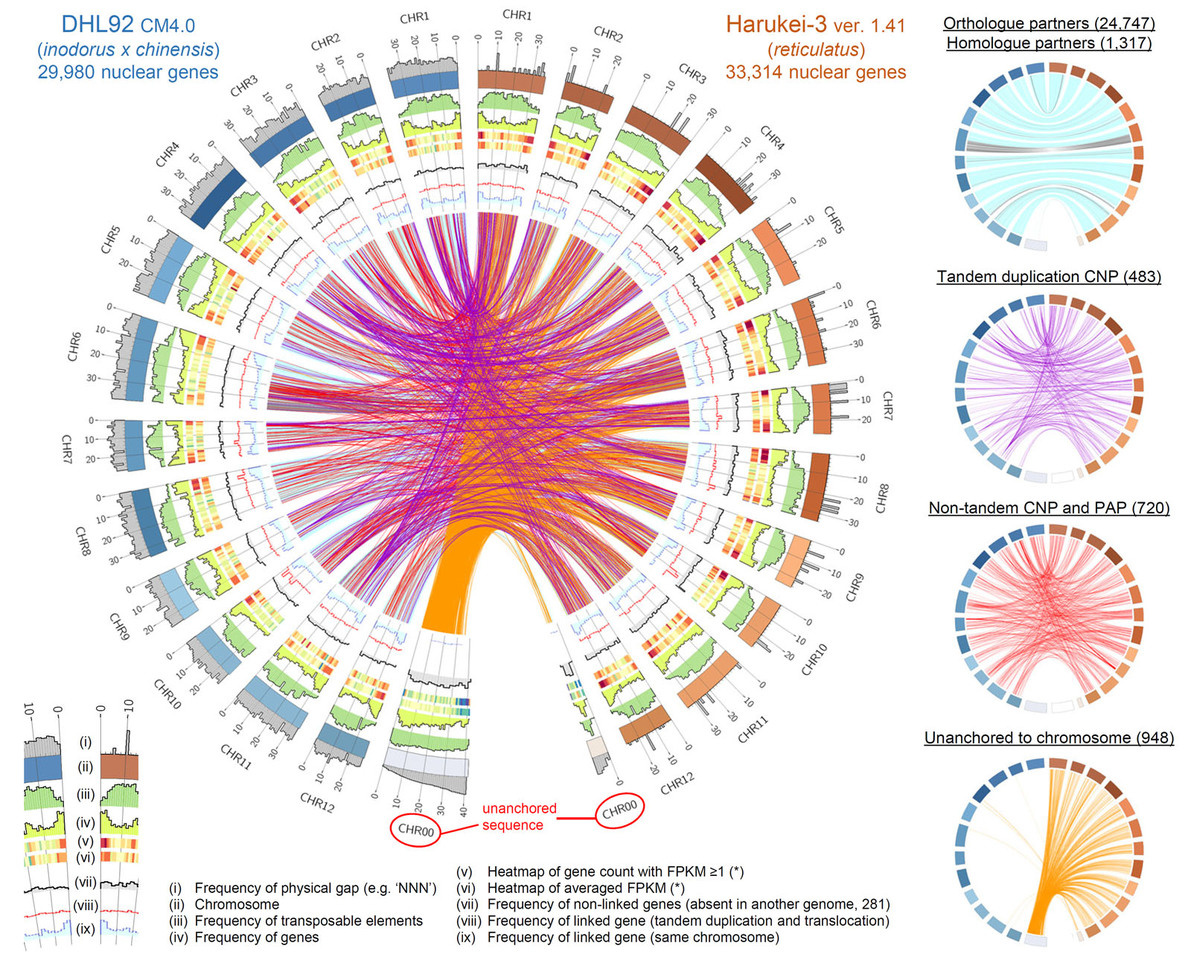 Nanopore-based comparative genomics sheds light on genetic diversification of muskmelon