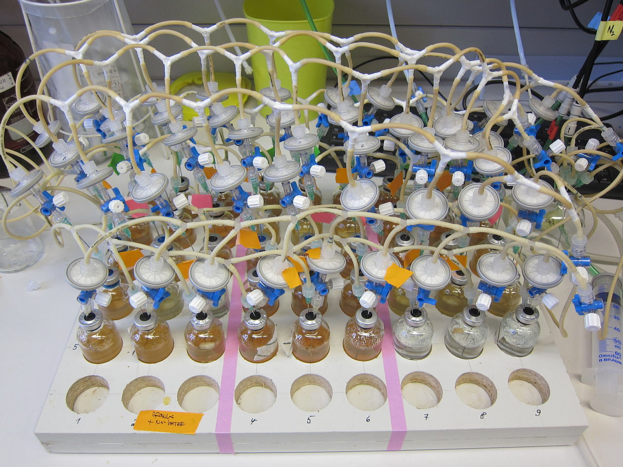 Insights into the interactions of Fe-cycling microbes during co-cultivation using a combined incubation- and omics-based approach