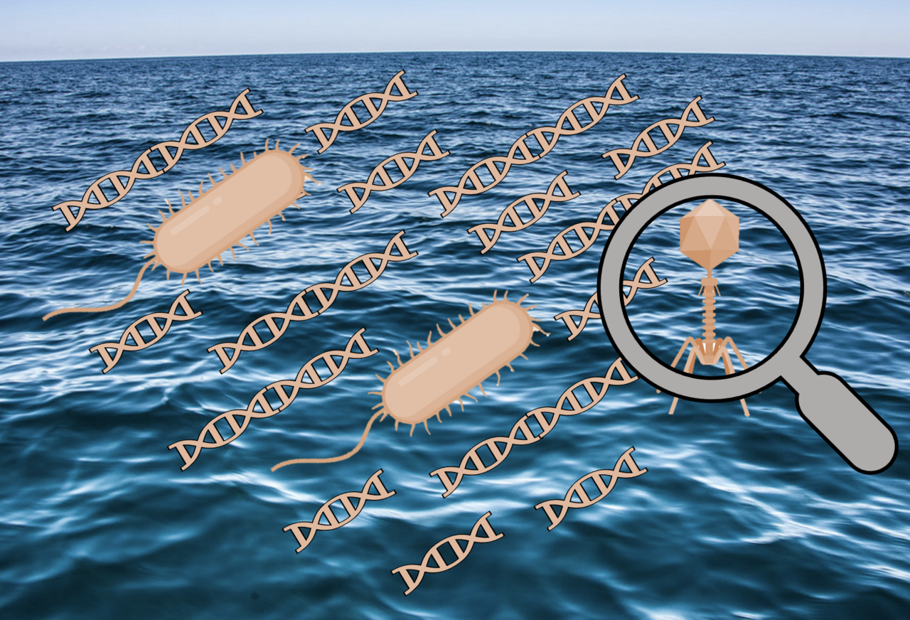 Too big to see: the uncovering of large phage genomes in the world's oceans