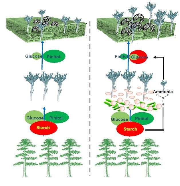 A symbiosis explained: how a beetle’s bacterial associates enable an invasive bark beetle—fungus complex to coexist in a nutrient poor environment.