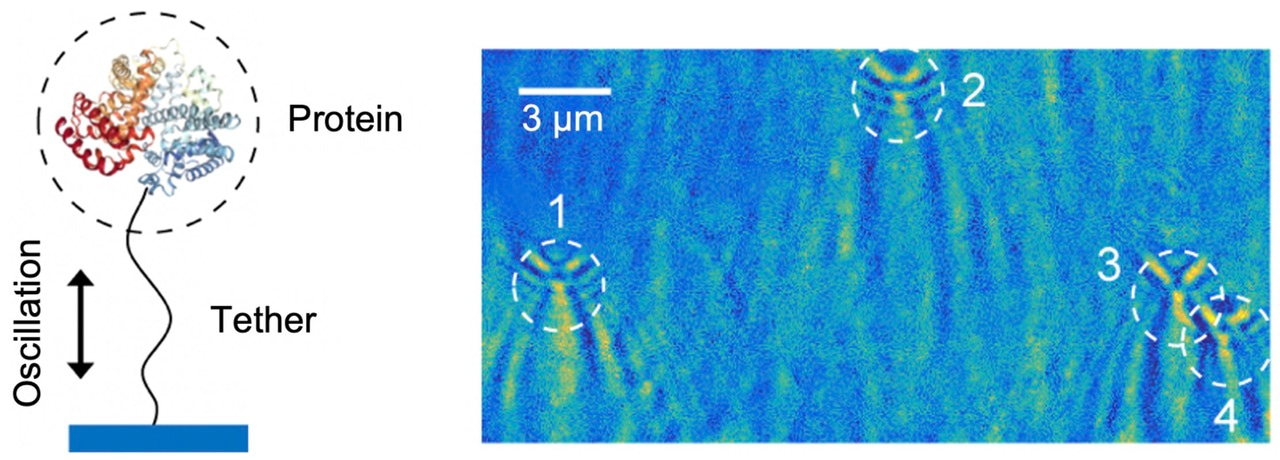 Optical imaging of single protein size, charge, mobility and binding