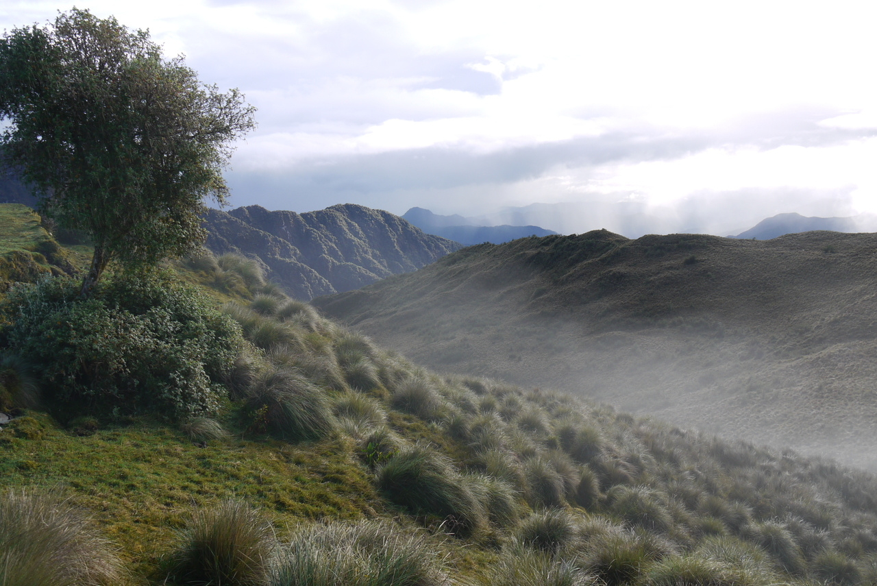 The Americas' changing plant communities