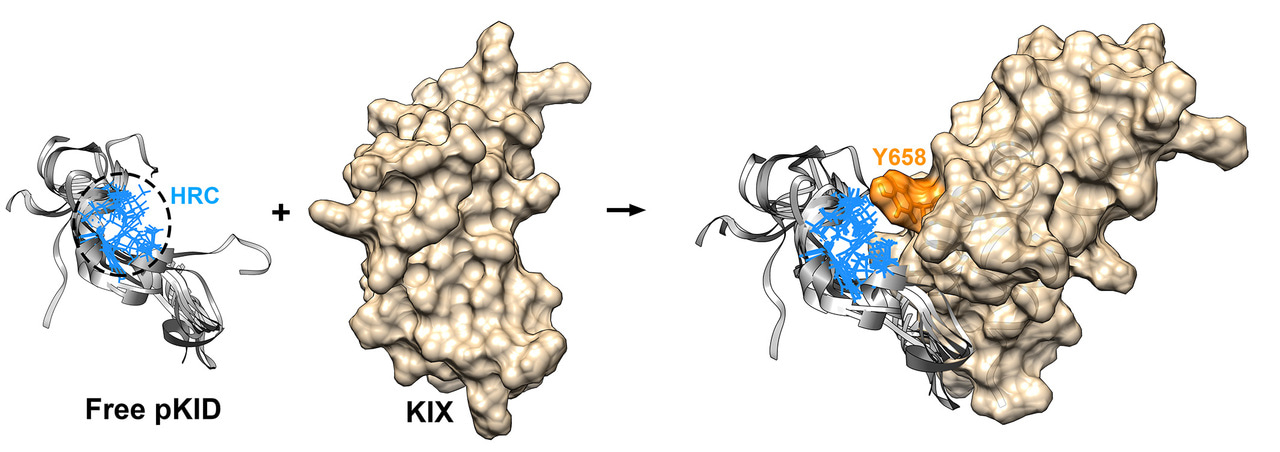 The special binding model of IDP promoted by phosphorylation