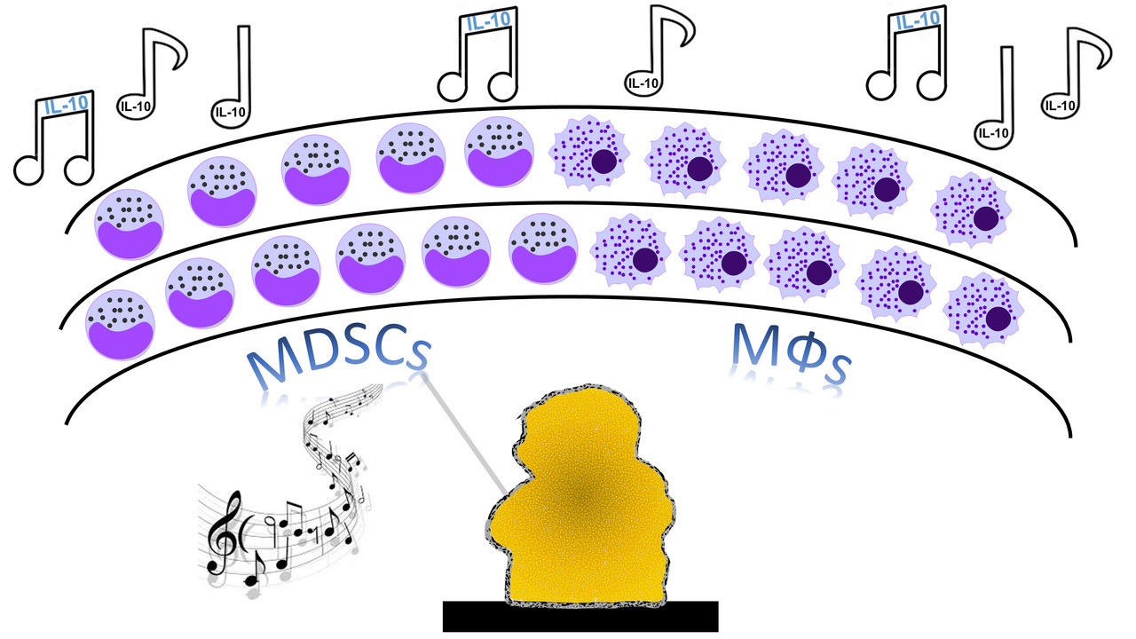 Maestro Biofilm: Orchestrating an anti-inflammatory immune response through bacterial metabolites