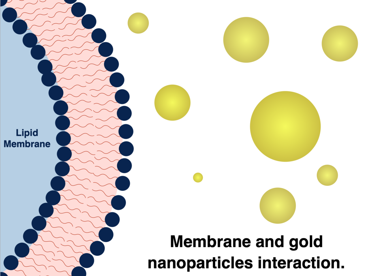 The fate of interacting gold nanoparticles