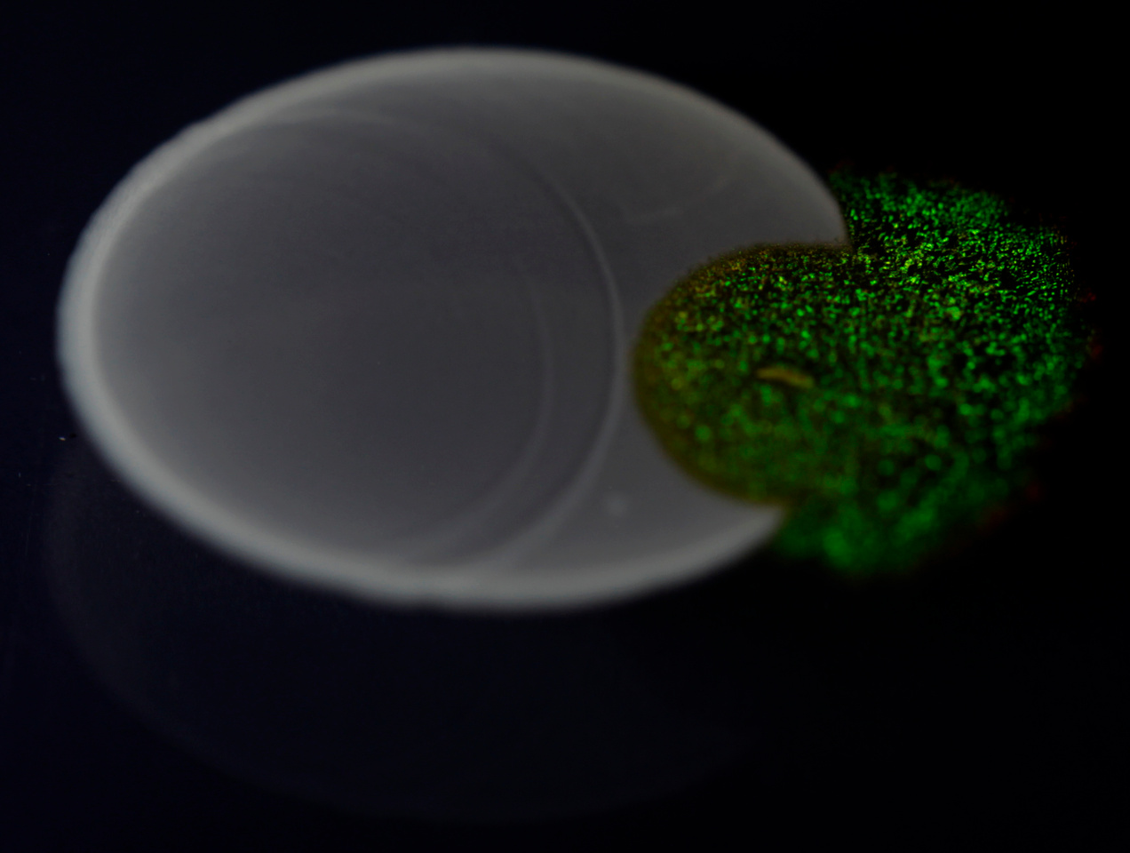 Structural Colour and Predation