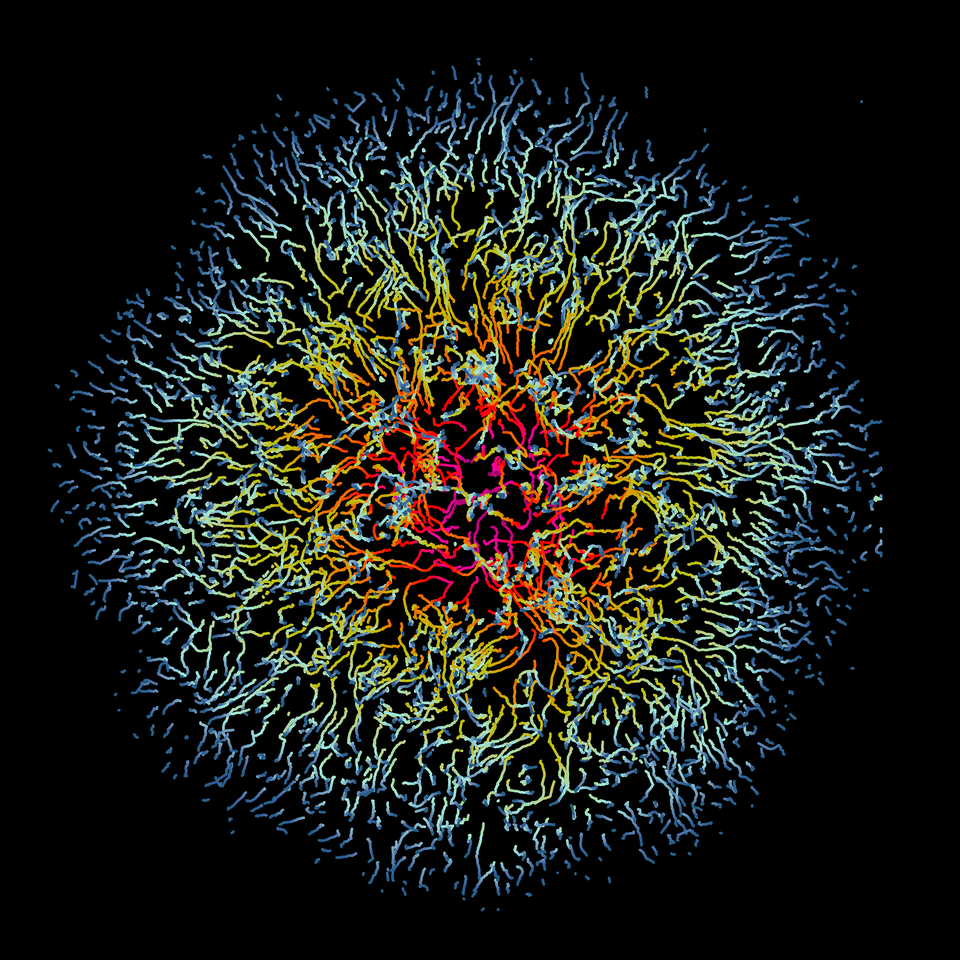 Virus Infection in Motion