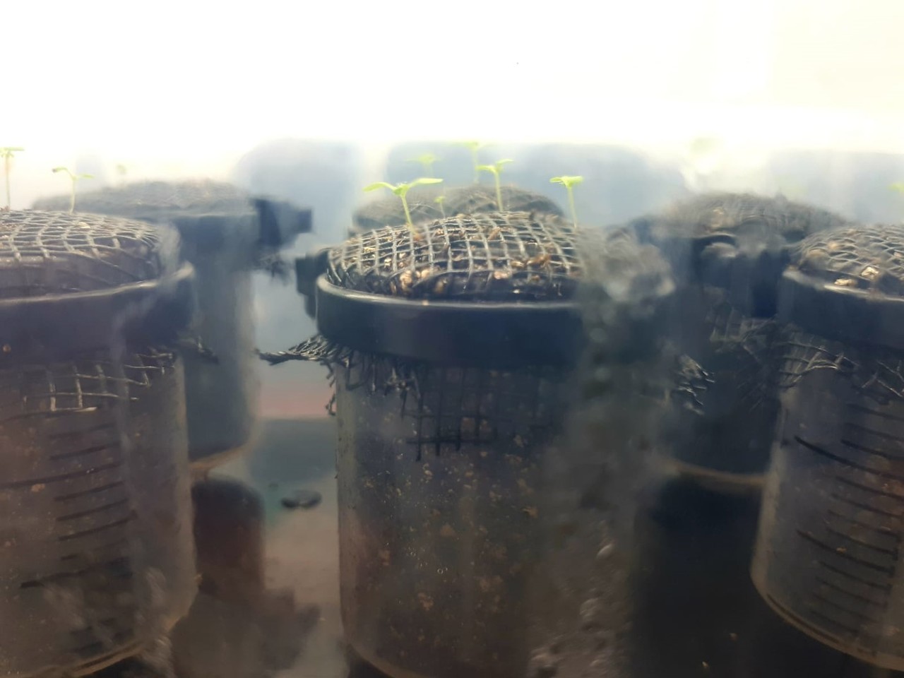 Microbial sentries of chemical balance in the rhizosphere