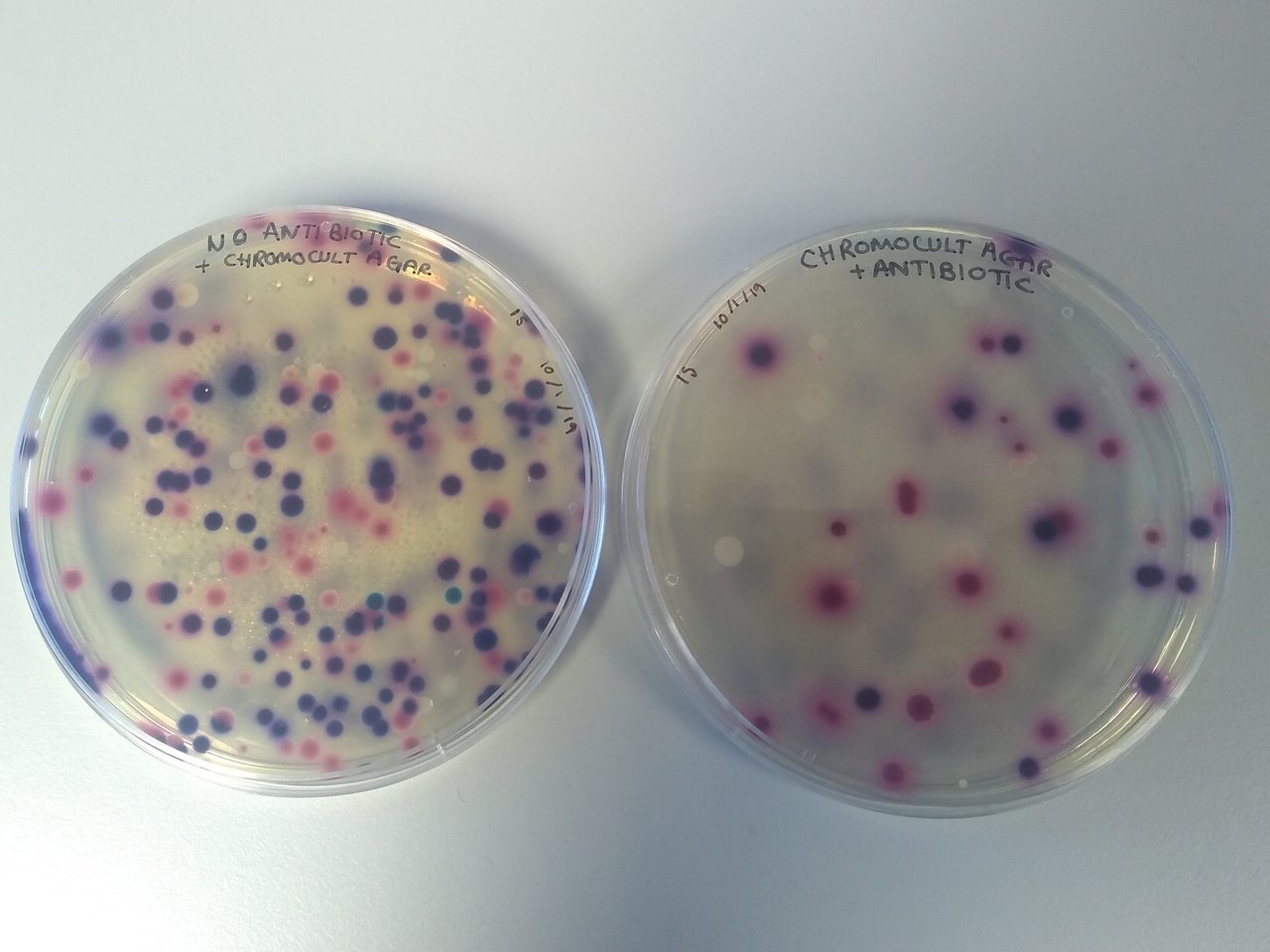 Do antibiotics excreted by humans and animals drive evolution of resistance in the environment?