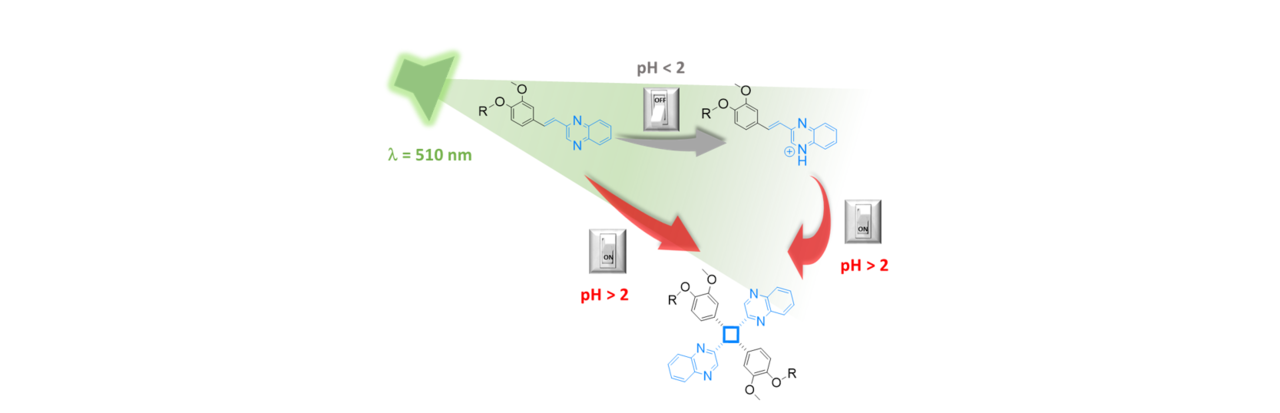 Green light triggered [2+2] cycloaddition of halochromic styrylquinoxaline—controlling photoreactivity by pH