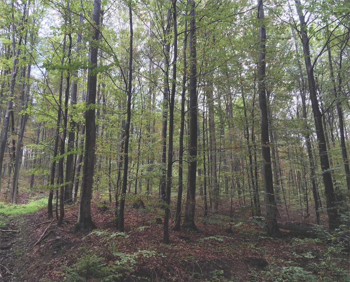 Atmospheric hydrogen scavenging - part of the 'survival toolbox' in diverse soil microorganisms, including Acidobacteria