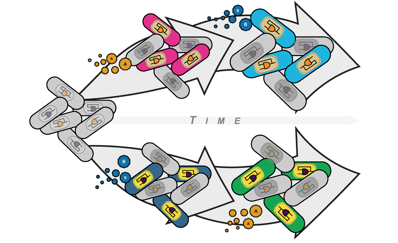 History-dependent logic in cellular populations