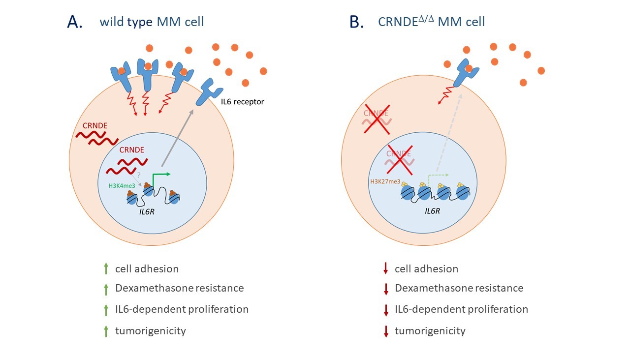 The long non-coding RNA CRNDE regulates IL6 signalling in multiple myeloma
