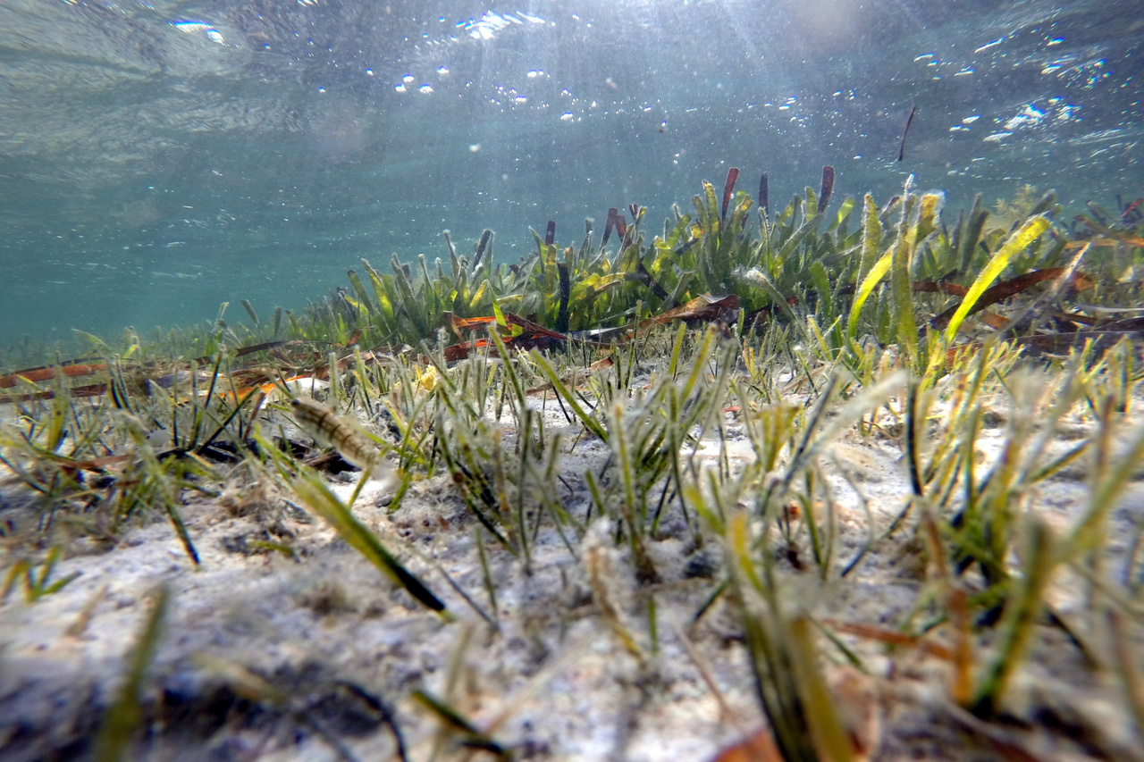 Cutting Out the Middle Clam