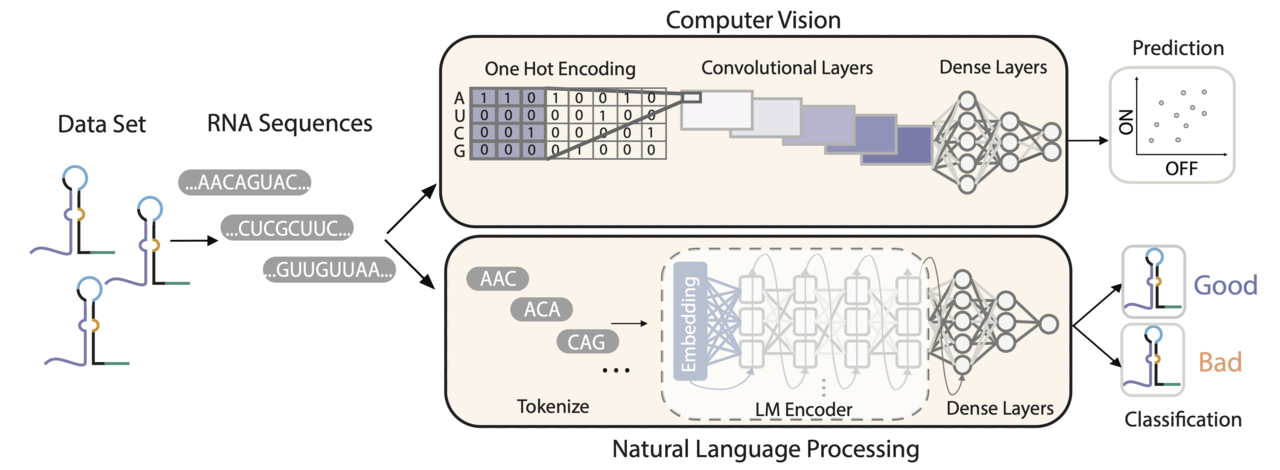 Deep learning strategies for toehold switch design