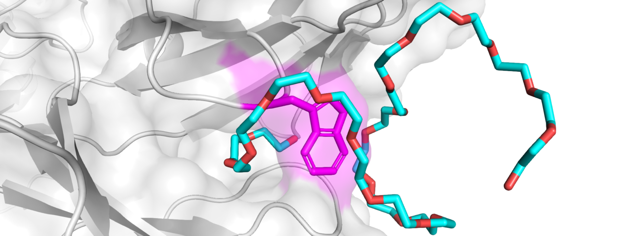 Putting a Ring on It: How Antibodies Can Capture Highly Flexible Polymers