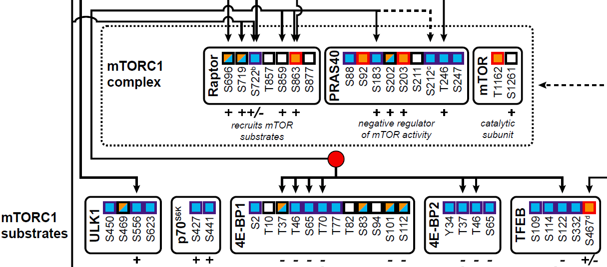 Reshuffling of the (phospho)proteome in virus-infected cells