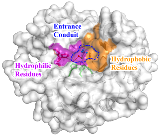 The Enzyme That Puts the Pedal to the Metal: Metal Substituted Carbonic Anhydrase