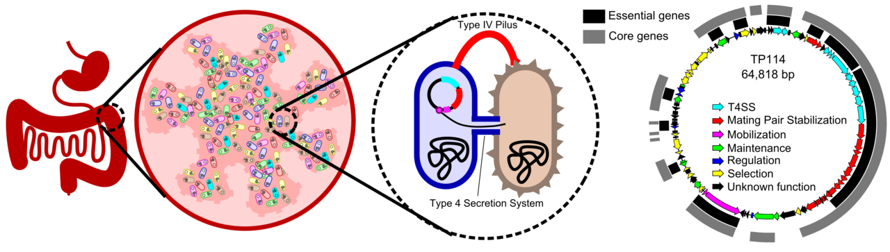 Studying bacterial conjugation reveals a proficient DNA delivery machinery for microbiome editing