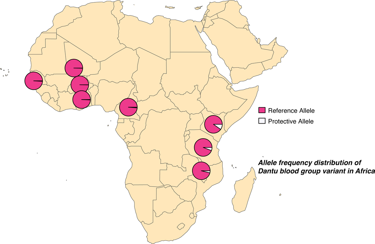 How the rare Dantu blood group protects against severe malaria