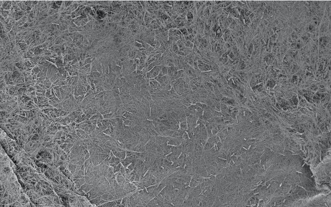 Biomechanical contributions of wood hemicelluloses in plant materials