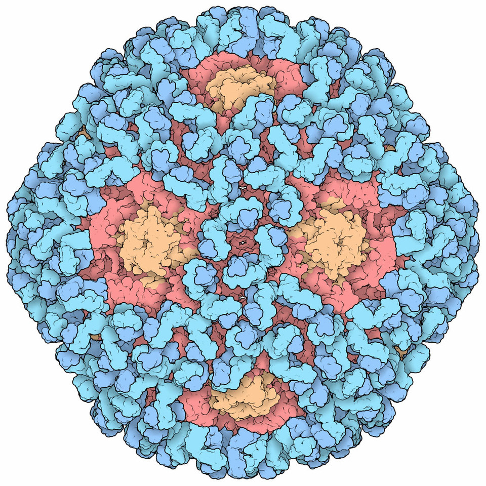 RCSB Protein Data Bank Tools for 3D Structure-guided Cancer Research: Human Papillomavirus (HPV) Case Study