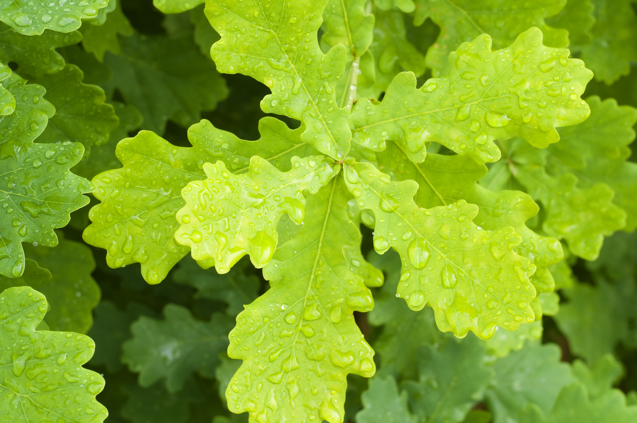 Course: Essentials of Conservation Social Science