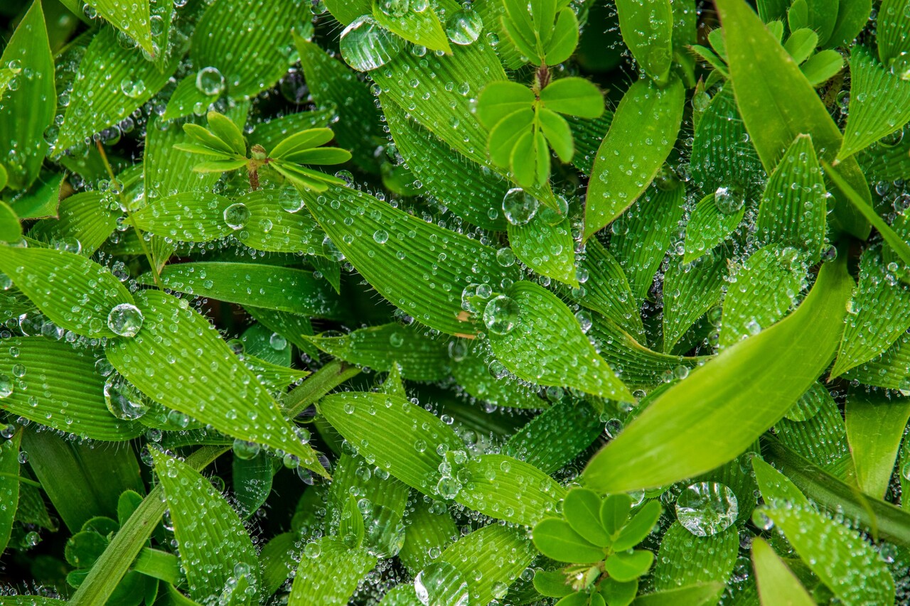 Qualitative Methods for Conservation - course