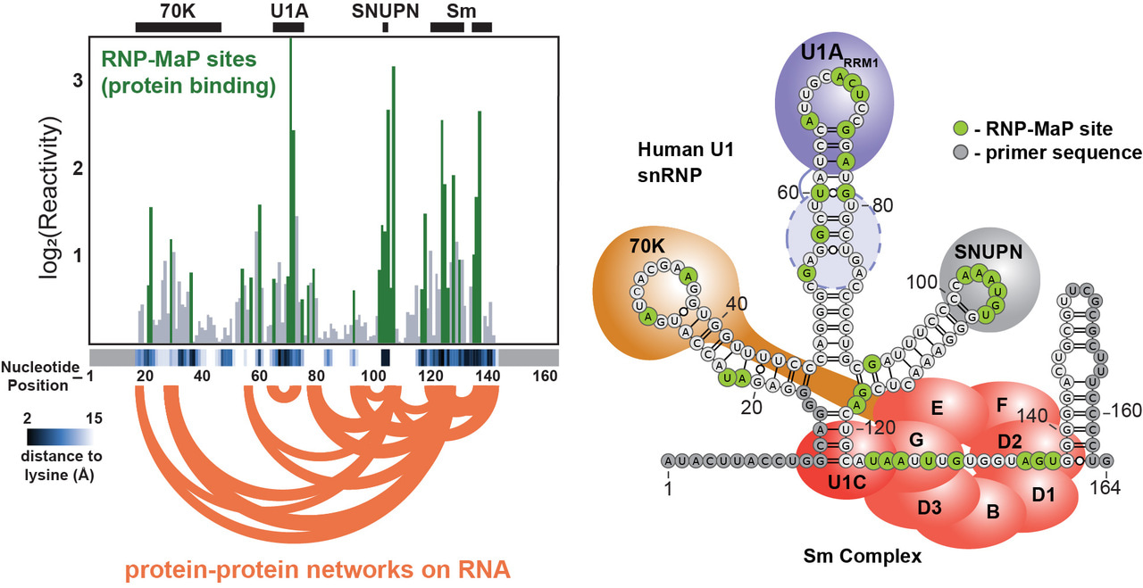 MaP-ing RNA-protein interaction networks in cells