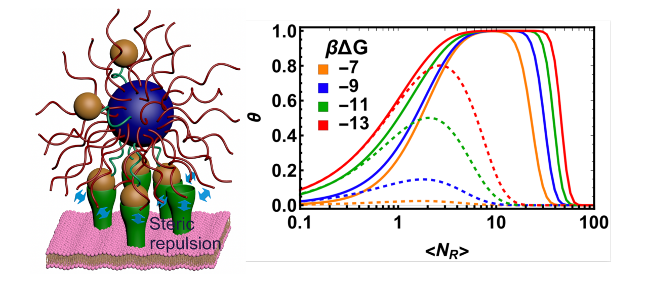 Combinatorial entropy behaviour leads to range selective binding in ligand receptor interactions