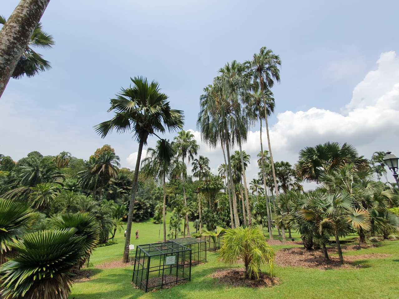 Defaunation and the future of large-fruited palms