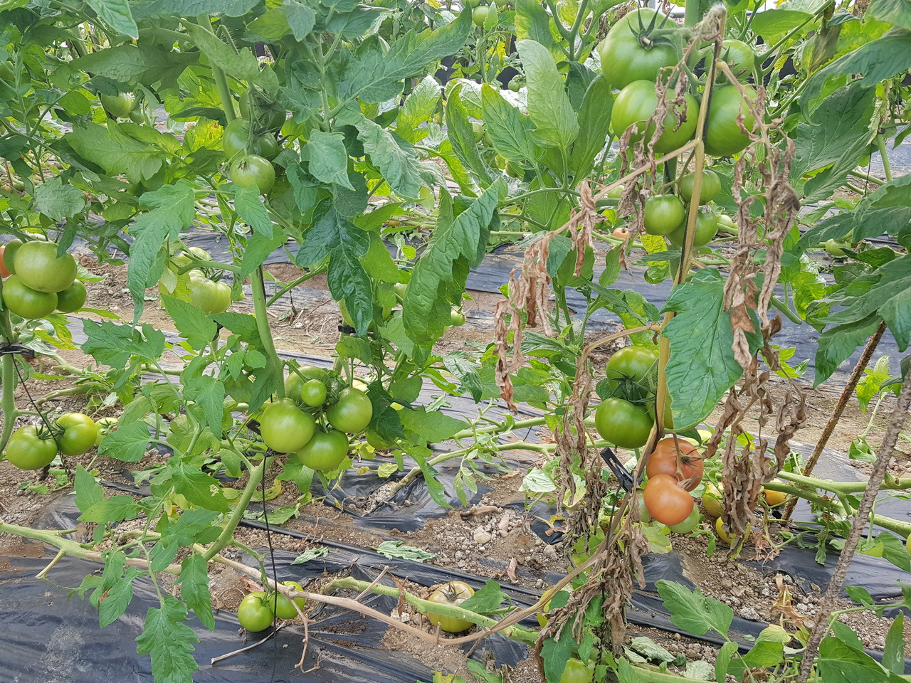 Alleviating dysbiosis of the rhizosphere microbiome 