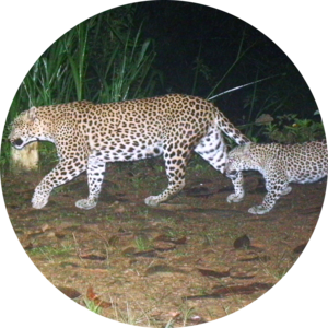 Go to the profile of A. Watson