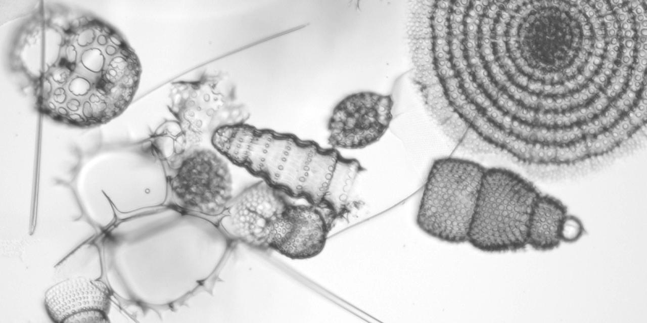 Marine plankton show threshold extinction response to Neogene climate change