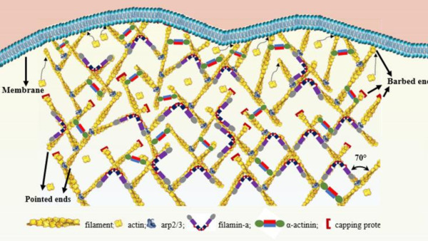 At the Intersection of Computer Predictive Modelling and Cancer Researches