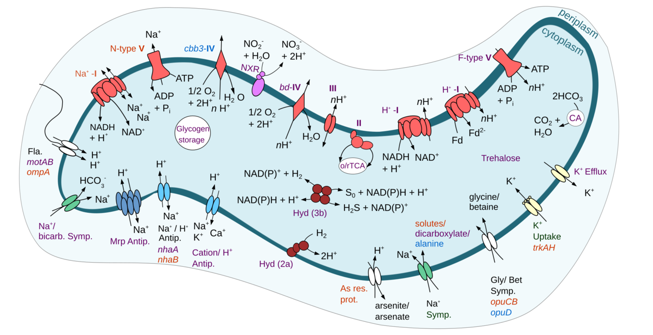 A question of flexibility: How Nitrospira thrive at pH > 10