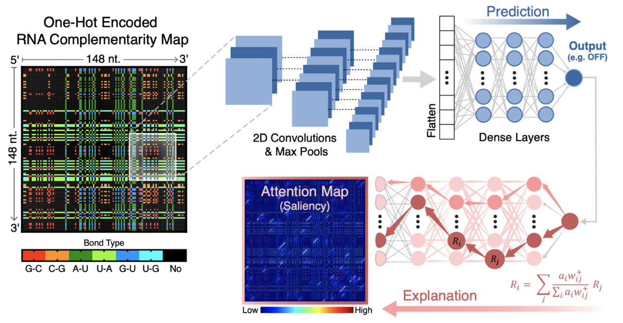 Protein expression under lock and key.