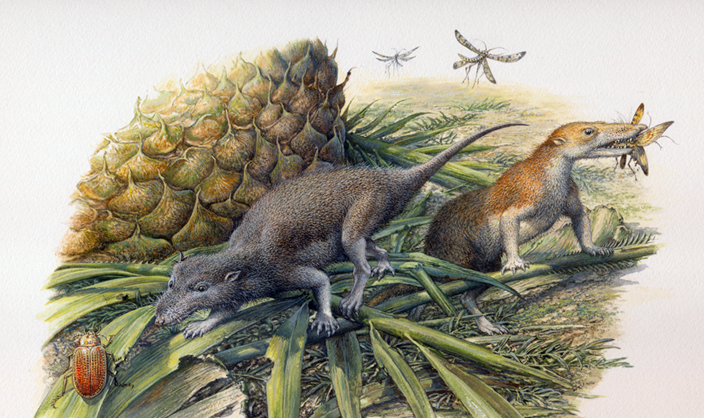 Shedding light on early mammal physiology