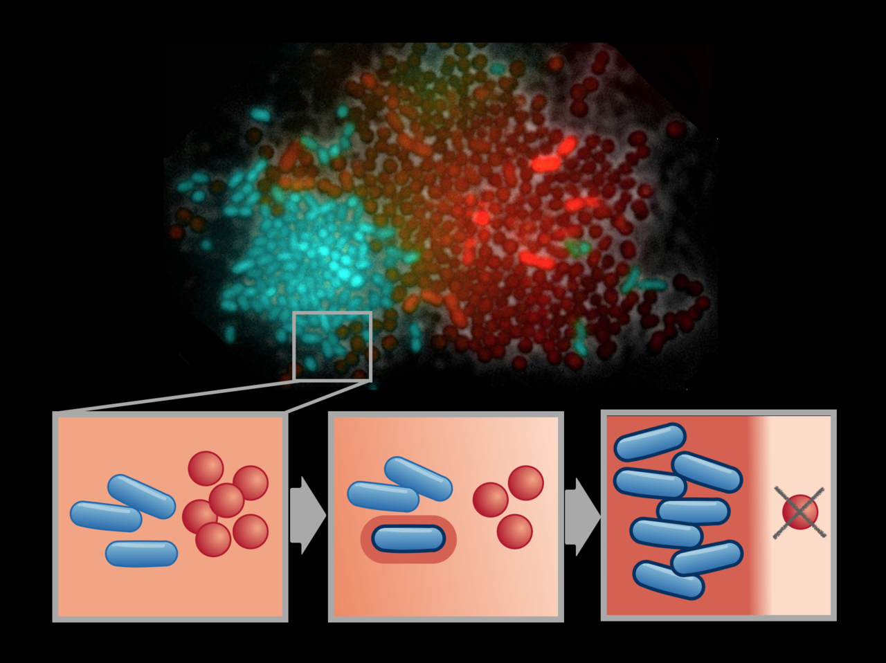 Your neighbor’s evolution matters!