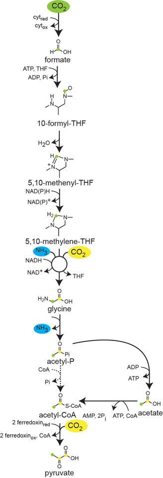 Demonstrating a 7th CO2 fixation route in nature: the reductive glycine pathway