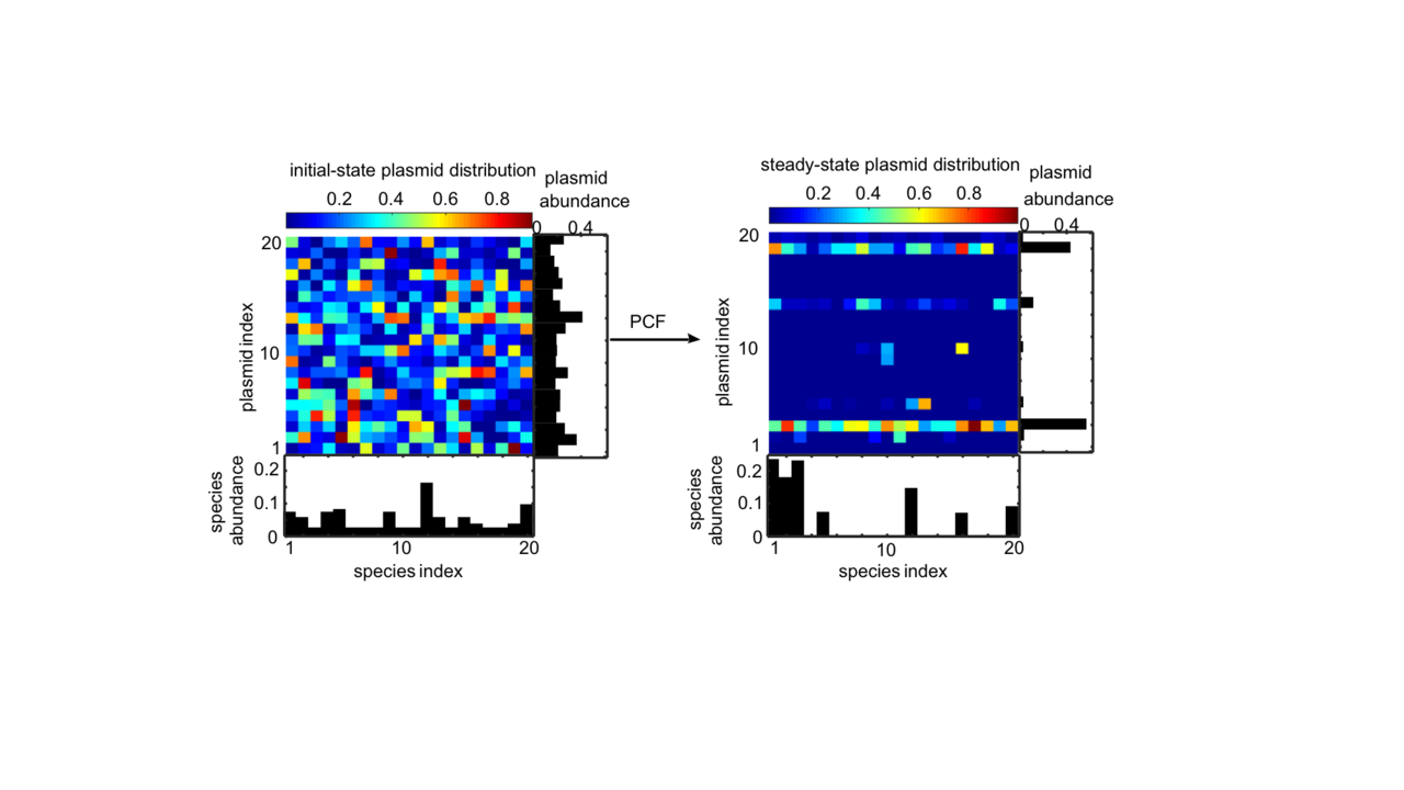 Striving to persist: predicting the fate of plasmids in complex communities
