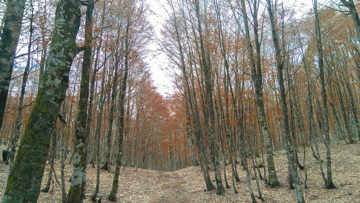 Rethinking Europe’s Forests: Why Tree Species Matter for Climate Cooling